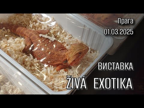 Видео: Виставка-продаж екзотичних тварин ŽIVÁ  EXOTIKA (01.03.2025 Прага) + огляд покупок з виставки