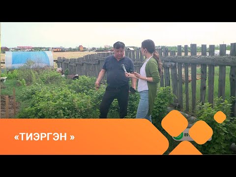 Видео: «Тиэргэн» биэриигэ: халлаан күөх харыйаны, моонньоҕону, акацияны үүннэриитэ (07.06.21)