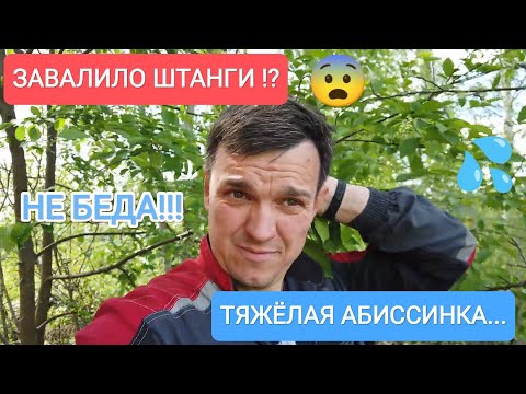 Видео: "ТЯЖЁЛАЯ" АБИССИНКА.ЗАВАЛИЛО ШТАНГИ!!! НИЧЕГО...БЫВАЕТ!😁💦👍