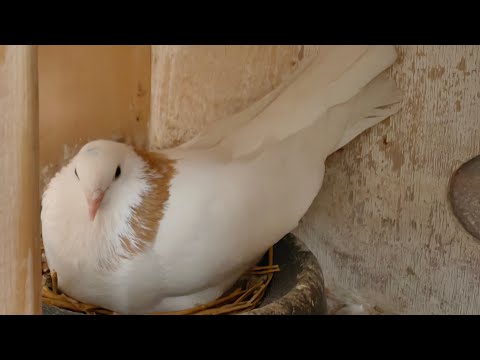 Видео: Что-то пошло не так.