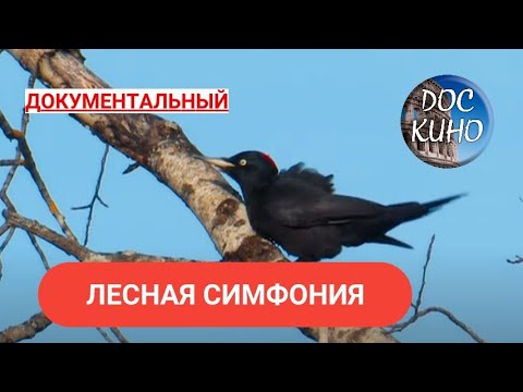 Видео: 🎭ЛЕСНАЯ СИМФОНИЯ 🌎 ДОКУМЕНТАЛЬНОЕ КИНО 🎆 2016