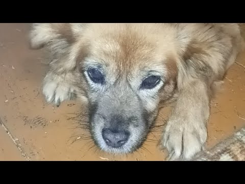 Видео: 31 октября -  закупка корма для приюта! 🌞Помогите пожалуйста нам  выжить 🙏#приютсолнышко🐕🐈🐶🐱❤️🙏