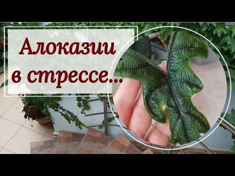 Видео: Алоказии в стрессе. Мини- эксперимент!