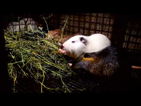 Видео: Денний раціон (нутряшок)