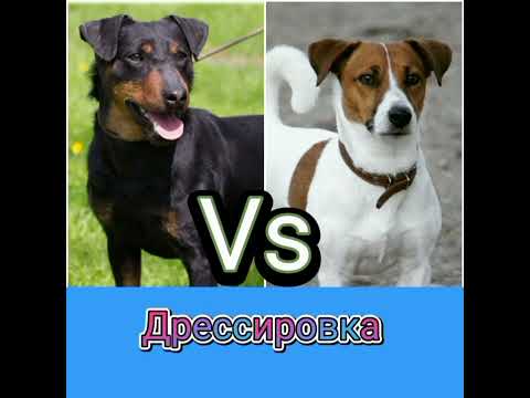 Видео: Немецкий ягдтерьер против джек-рассела: кто победит?