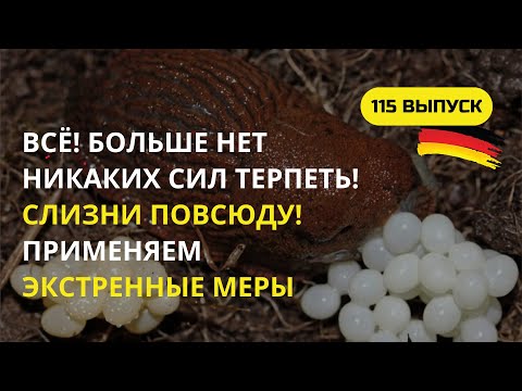 Видео: Дача в Германии. Столько слизней мы еще никогда не видели! Как выгнать их с участка? Что нам делать?