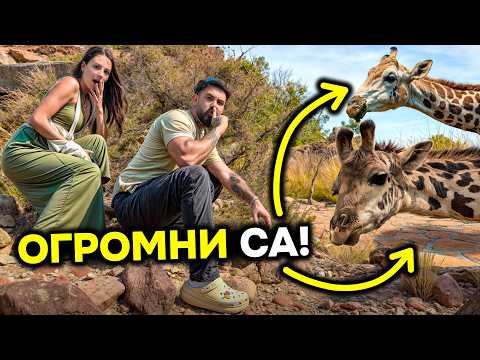 Видео: НАМЕРИХМЕ ЖИРАФИТЕ - АФРИКА ДЕН 2
