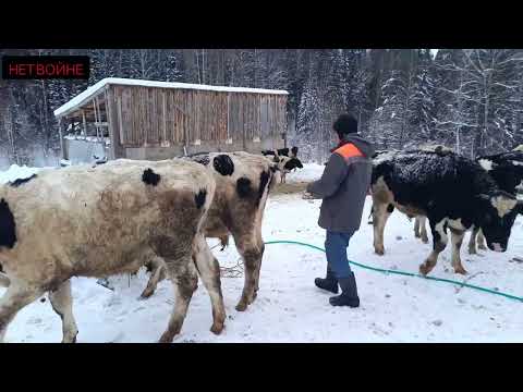 Видео: Кастрация быков под Новый год