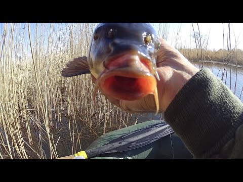 Видео: КАРП живёт в КАМЫШАХ I КАК ПОЙМАТЬ КРУПНОГО КАРПА на ПОПЛАВОК / КАРПОВЫЕ СТАДА ШАРАХАЮТСЯ на МЕЛИ!!!