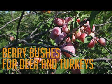 Видео: 4 ОБЯЗАТЕЛЬНЫХ ягодных кустарника для оленей и индеек