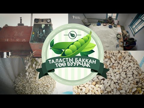 Видео: Таласты баккан төө буурчак | "Данисте"