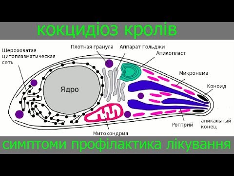 Видео: Кокцидіоз у кролів Причини виникнення Профілактика Лікування