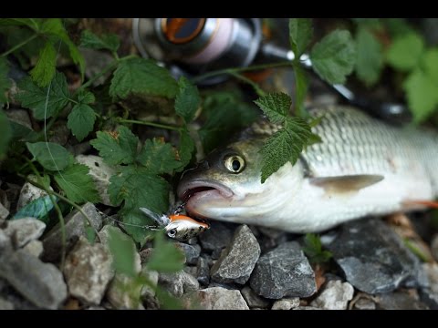 Видео: Голавли на Fishycat iCat 32f и не только