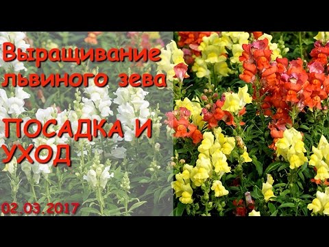 Видео: Выращивание львиного зева. Часть 1 - Посадка и уход