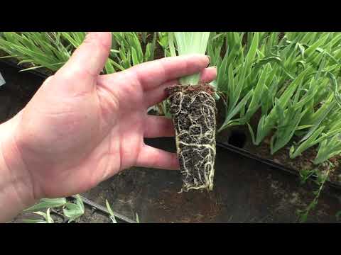 Видео: Гибридные сеянцы ириса бородатого лето 2020 года. Остмотр сеянцев.