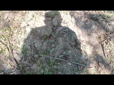 Видео: Баткен #ферула #каврак #чайир #эгуу эрежеси