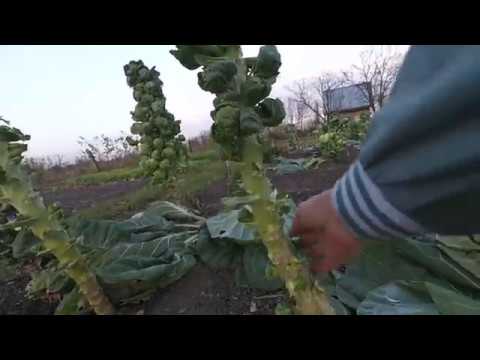 Видео: Брюссельская капуста. Уборка и хранение.