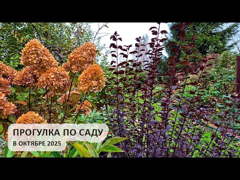 Видео: Прогулка по саду в октябре, 2025