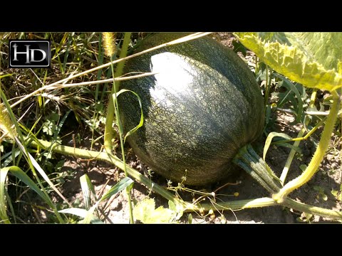 Видео: Как вырастить ТЫКВУ ☆ Весь процесс в ОДНОМ ролике.
