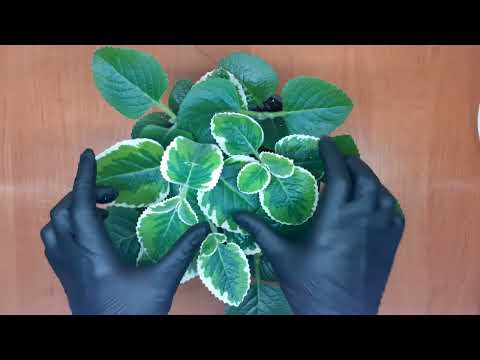 Видео: Плектрантус, создание композиции из двух сортов.