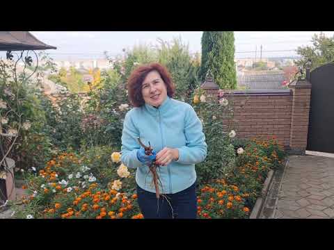 Видео: Гіркий досвід-Сповідь квіткоМана.Азбука для початківців, як купити півонію та не наступити на граблі