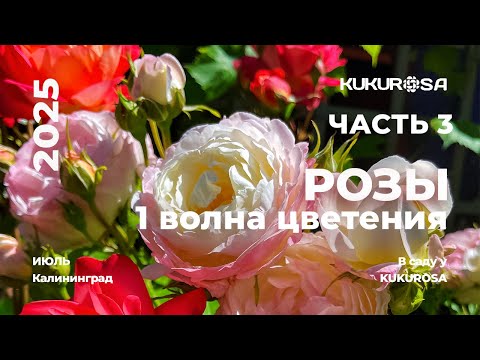 Видео: Розы первой волны цветения! Часть 3. Обильноцветущие розы для Балтики!🌹🌹🌹