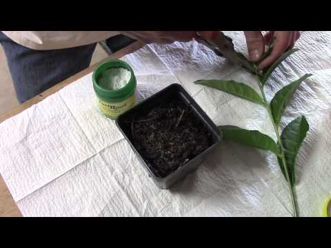 Видео: Размножение чая черенками