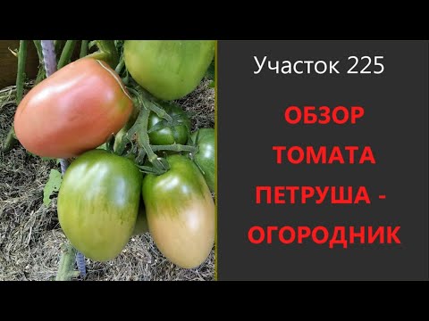 Видео: Томат Петруша Огородник. Мясистый томат для открытого грунта!