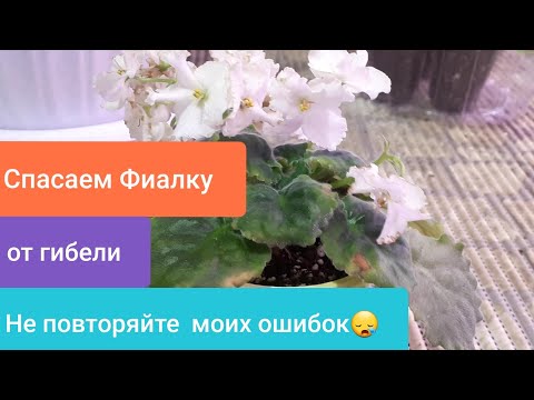 Видео: НЕ ПРОПУСТИТЕ ПРОБЛЕМУ! Почему ГНИЮТ Фиалки?