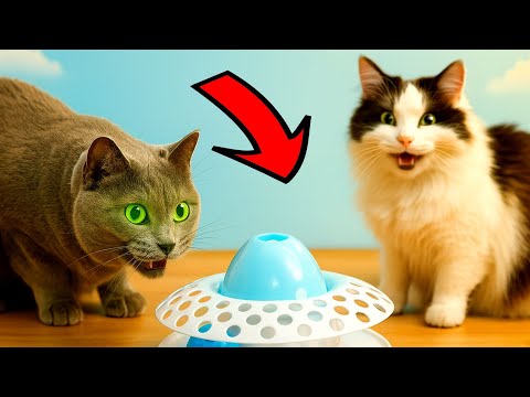 Видео: Кот Пудж! Новые смешные видео с кошками! Самые смешные животные 🤣 САМЫЕ СМЕШНЫЕ кошки 2025 года