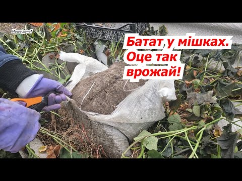 Видео: Вирощування батату в мішках- врожай нас дуже вразив!