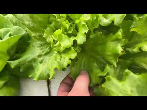 Видео: Изжога кончиков ногтей, калий и кальций: подробный обзор средств и питательных веществ