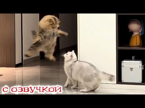 Видео: Приколы с котами! С ОЗВУЧКОЙ! СМЕШНЫЕ КОТЫ И СОБАКИ! Самые смешные животные! УГАР!