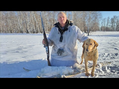 Видео: Охота на зайца с русскими гончими