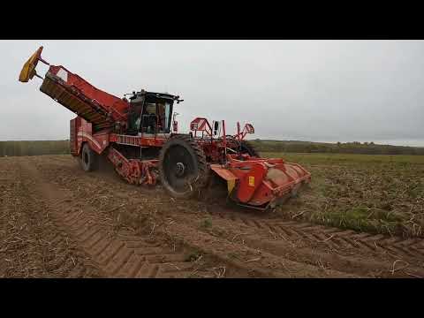 Видео: Уборка картофеля.