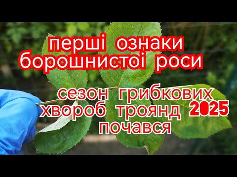 Видео: Борошниста роса на трояндах😱 Як вчасно розпізнати? Як  зупинити загрозу?