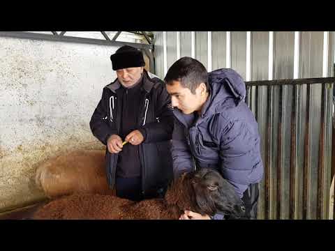 Видео: +77017224679 Анвар Рустемов. Гиссарская и Арашанская овца. Визуальное сравнение.