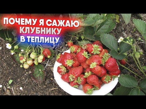 Видео: Почему я сажаю клубнику в теплицу