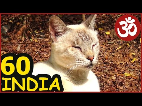 Видео: ИНДИЯ Жизнь в Ауровиле Индийская КУХНЯ Ночной храм