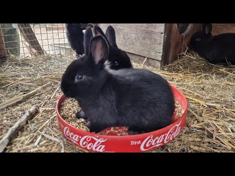 Видео: КРОЛИКИ🐇РАЗВЕДЕНИЕ КРОЛИКОВ🐇🐰🐰🐇🐰