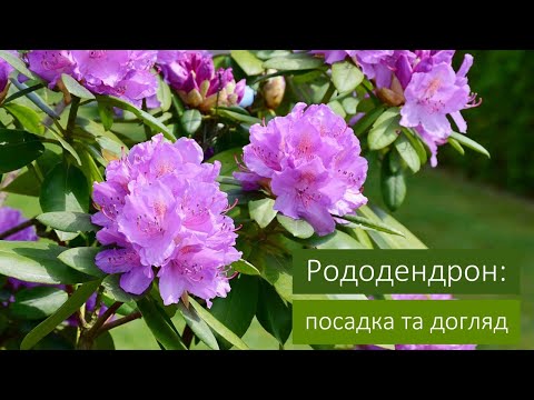 Видео: Рододендрон: посадка та догляд