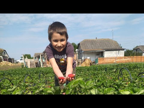 Видео: Поради по вирощуванню полуниці. Відповідаю на запитання