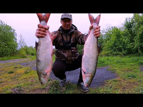 Видео: ОТ ЭТИХ ПОКЛЁВОК РУКИ ТРЯСУТСЯ и ЭМОЦИИ ЗАШКАЛИВАЮТ!!!