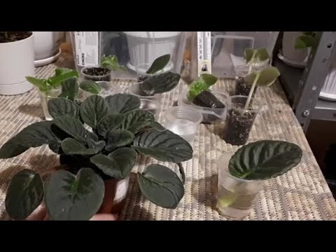 Видео: Детки быстро даже зимой! Как выбрать и посадить лист?