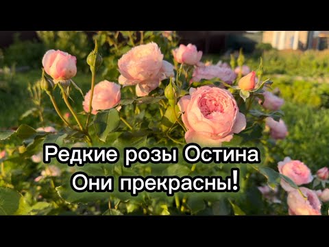 Видео: Мои английские розы. Коллекция растет: Mill on the floss, Radio Times, Silas Marner, Boscobel и…