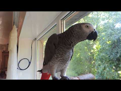 Видео: Блиц-опрос попугай Жако Рома