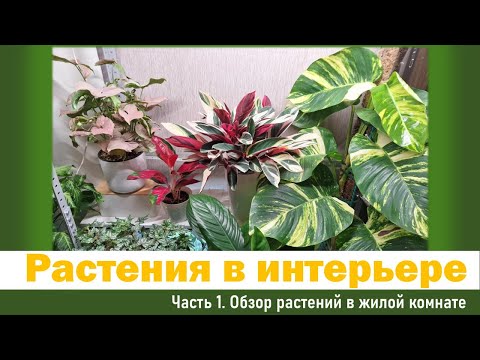 Видео: Обзор цветов и растений: Часть 1