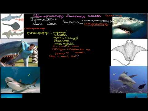 Видео: Кемирчектүү балыктар классы