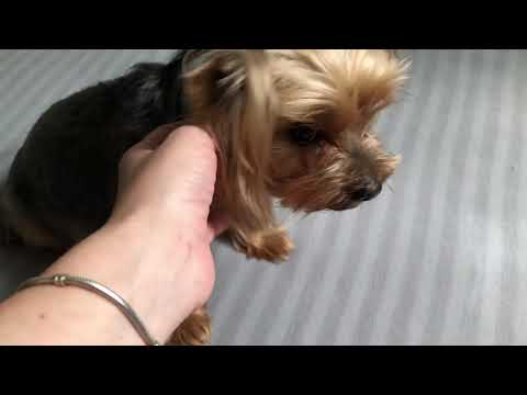 Видео: Беременность йоркширский терьер.Узи и подготовка к родам.Йоркширский терьер Оливия.