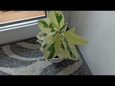 Видео: Комнатные Растения. Коллекция Всех Моих Фикусов 🌿🌿🌿